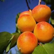 新疆自产自销！四团吊干杏！一杏两吃！