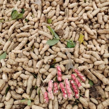 四粒红鲜花生老度饱满度都已达到机选精品都可加工