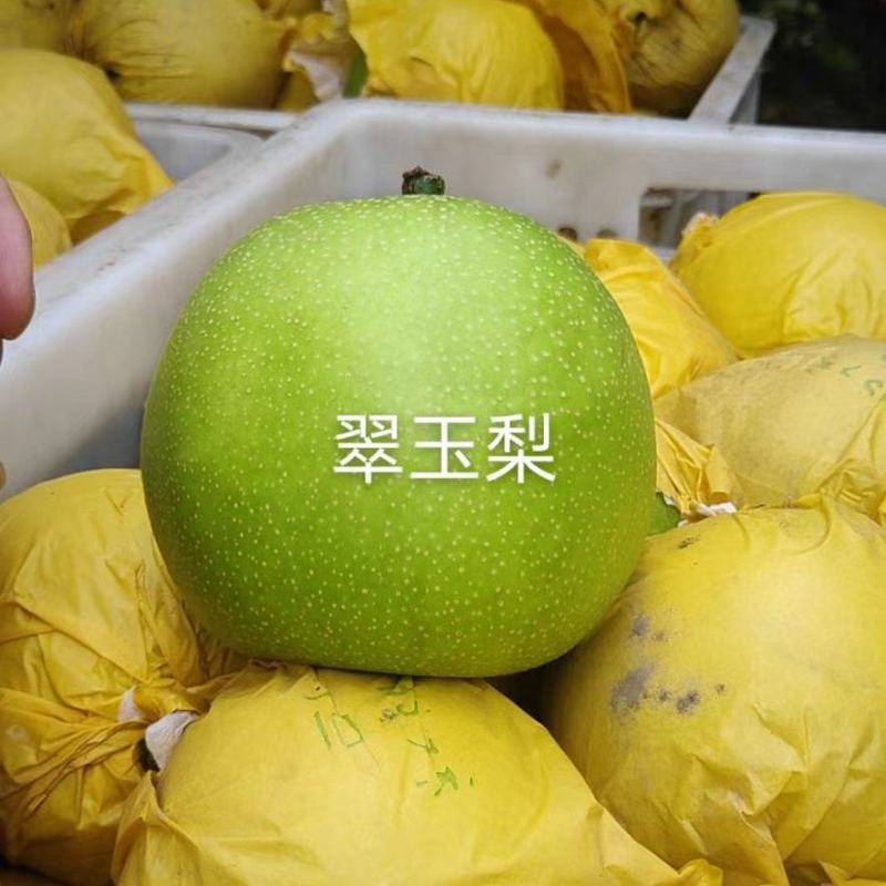 翠玉梨，脆甜无渣，基地自产自销，价格便宜