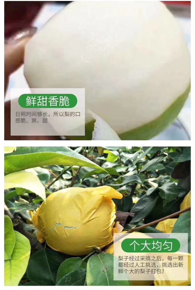 翠玉梨，脆甜无渣，基地自产自销，价格便宜