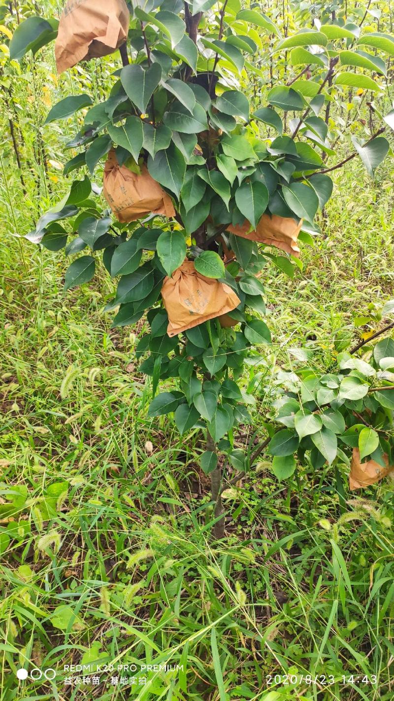 翠玉梨，脆甜无渣，基地自产自销，价格便宜