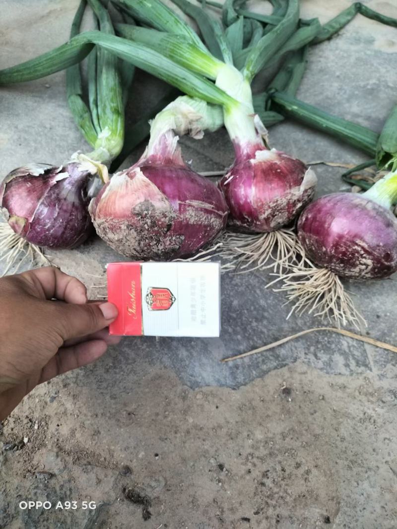 滨州二红洋葱，内蒙红美大量有货，价格随行欢迎老板选购。。