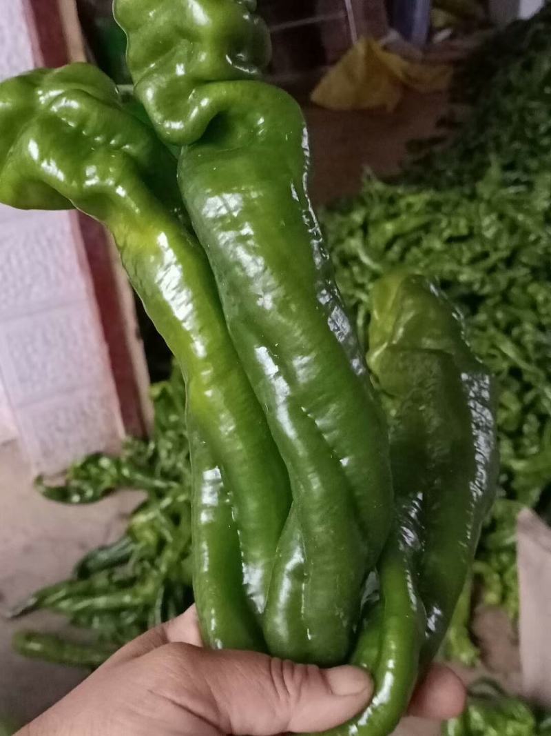 罗线，线椒，螺丝椒，邹邹皮，55号椒，15号椒，二炮椒。