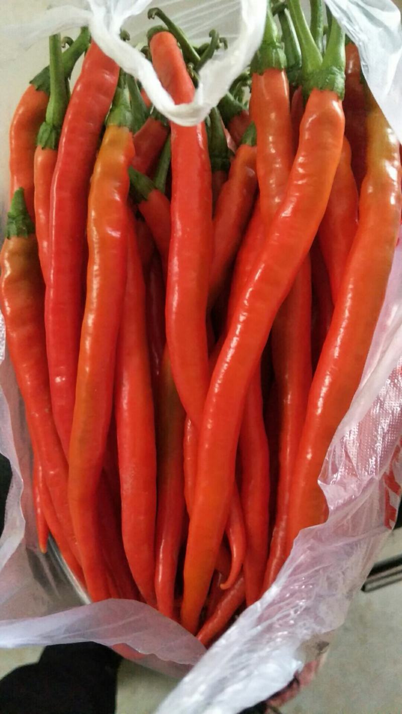 罗线，线椒，螺丝椒，邹邹皮，55号椒，15号椒，二炮椒。
