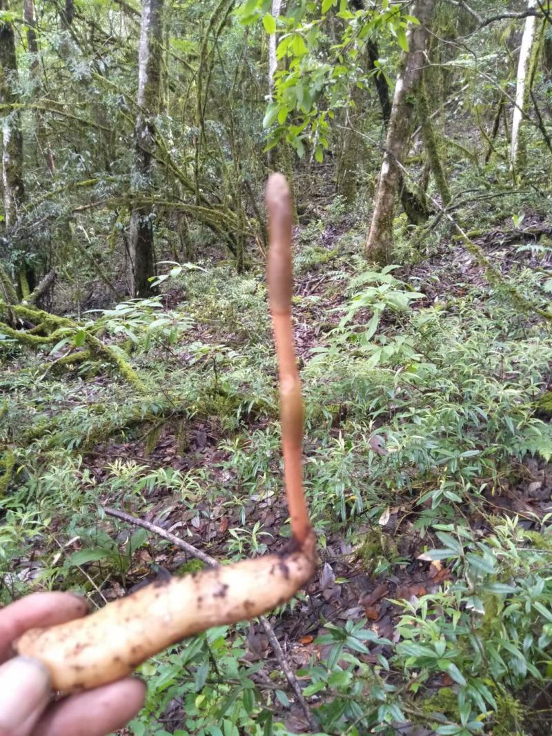 野生天麻