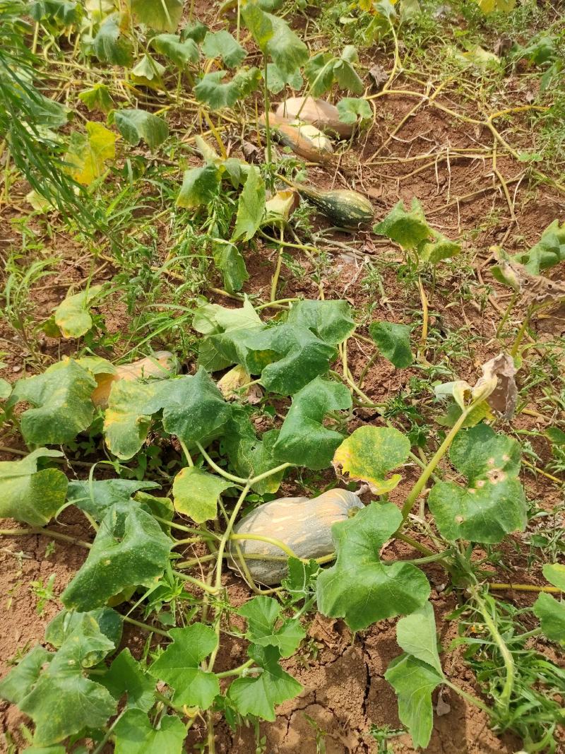 千亩金韩蜜本南瓜上市了，欢迎各位老板采购场地直销