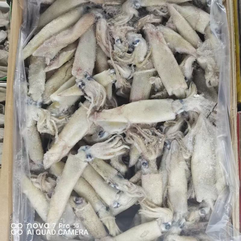 籽乌笔管鱼全籽籽乌