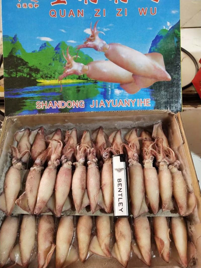籽乌笔管鱼全籽籽乌