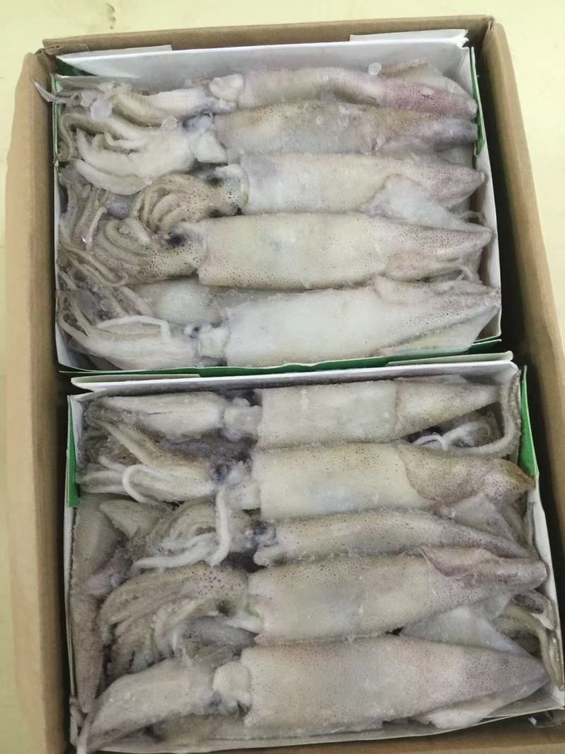 籽乌笔管鱼全籽籽乌