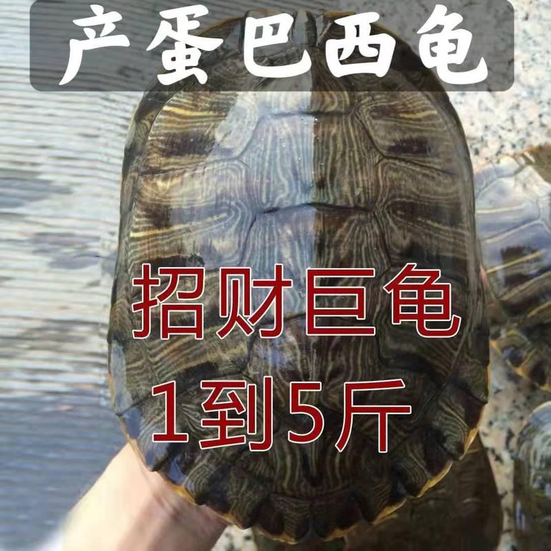 巴西龟3—4厘米龟活物招财黄乌龟