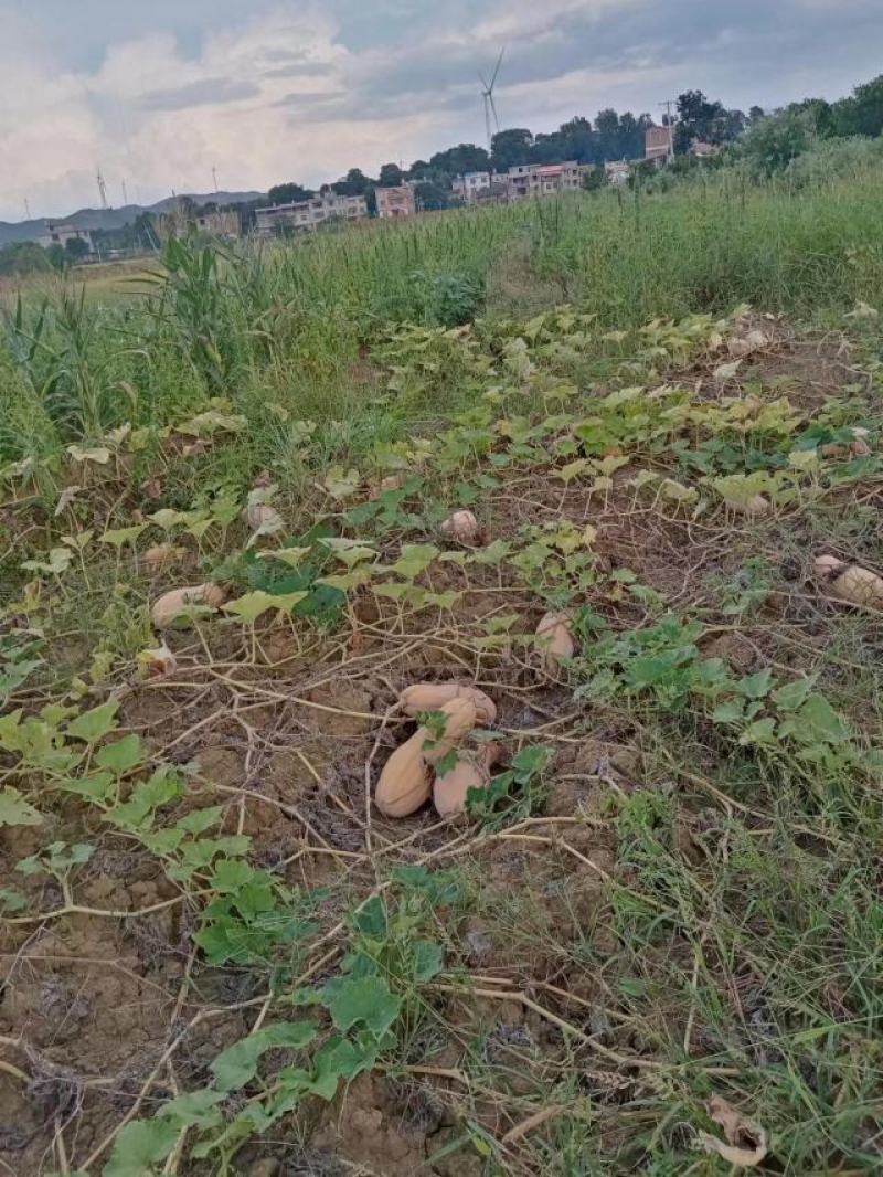 千亩密本南瓜上市，欢迎各地老板采购，产地直销，货源充足