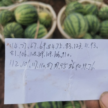 大棚美都