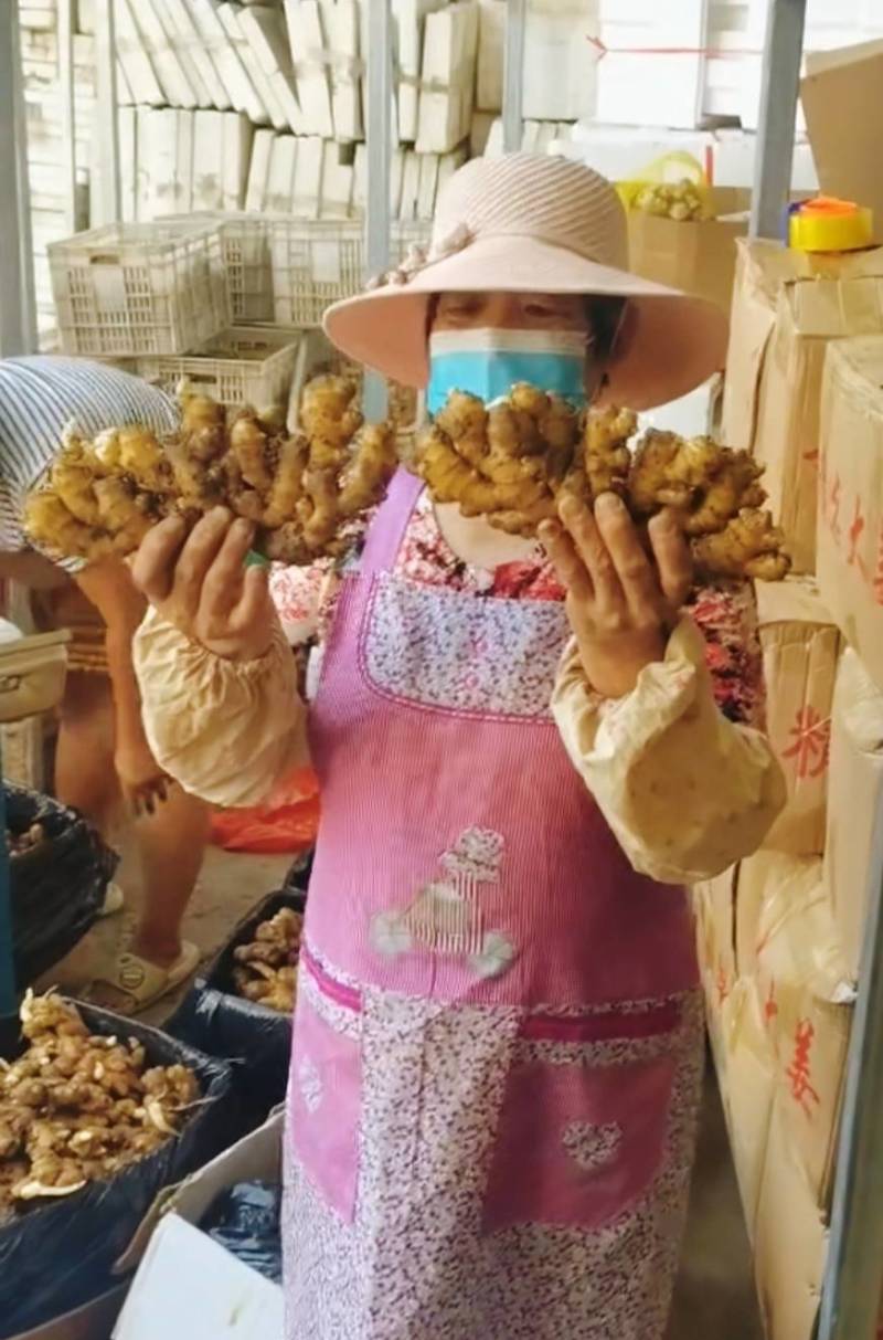 【小黄姜】山东优质小黄姜产地，颜色蜡黄，口味辣浓
