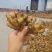 【小黄姜】山东优质小黄姜产地，颜色蜡黄，口味辣浓