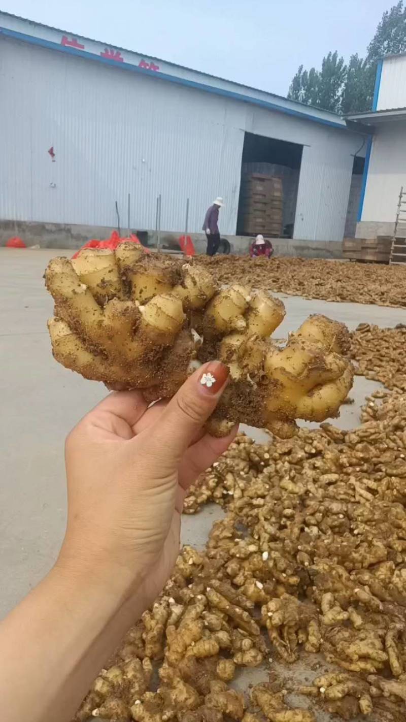 【小黄姜】山东优质小黄姜产地，颜色蜡黄，口味辣浓