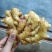 【小黄姜】山东优质小黄姜产地，颜色蜡黄，口味辣浓