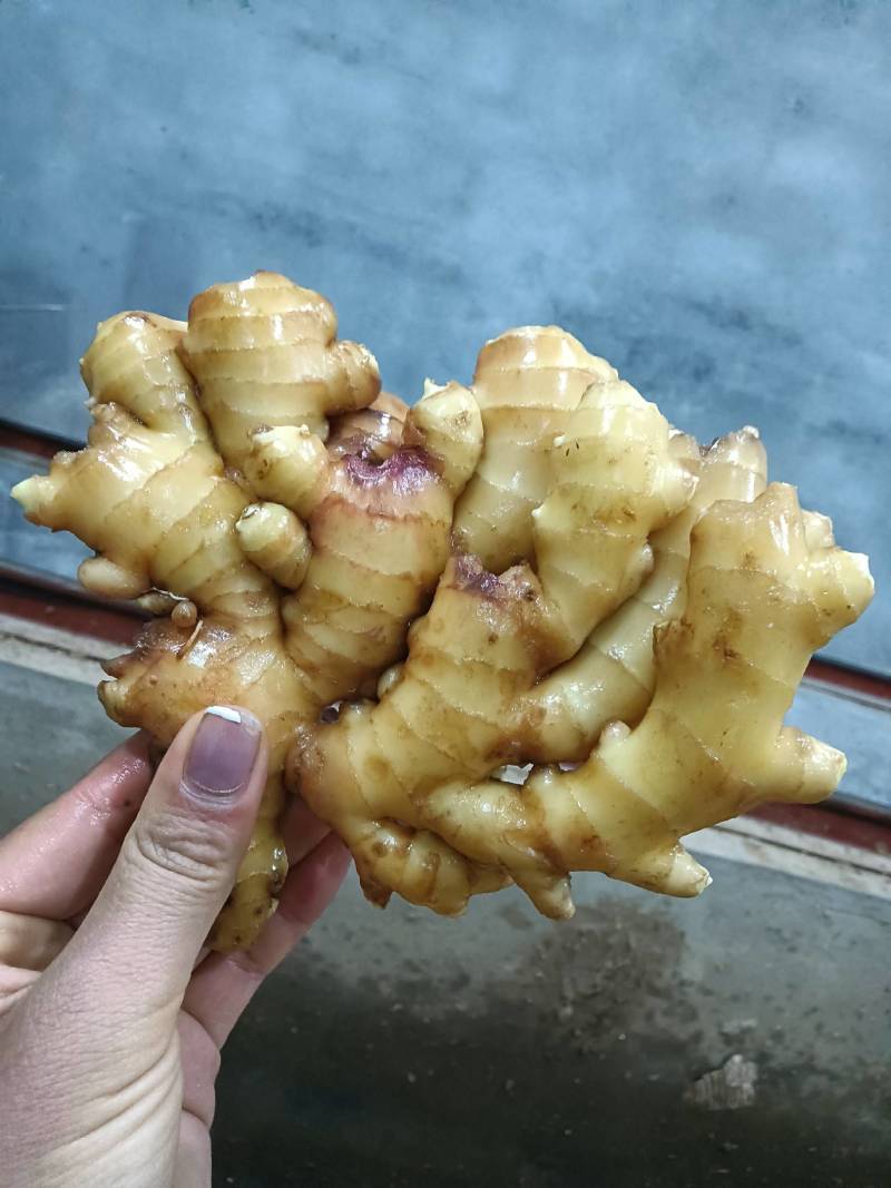 【小黄姜】山东优质小黄姜产地，颜色蜡黄，口味辣浓