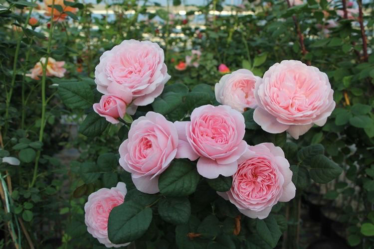 风月月季花朵特写镜头