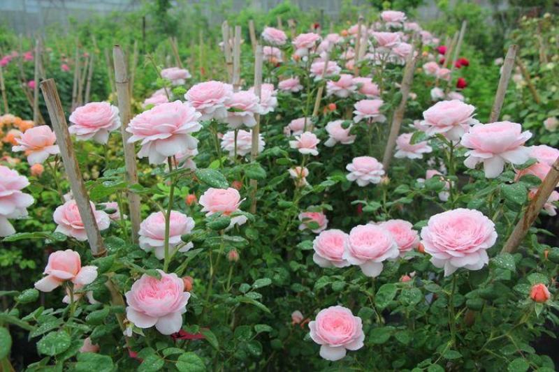 瑞典女王玫瑰花苗包子状花苞切花月季四季开花盆栽庭院种植