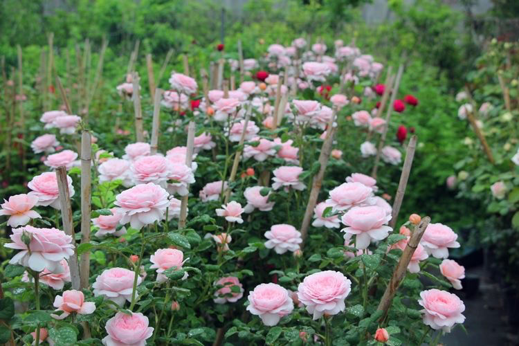 一组精美的红达月季切花束,采用透明玻璃纸包裹,露出深红色重瓣花朵和翠绿花茎,背景为现代花艺工作室桌面,旁边配有修剪工具和水桶,体现其在鲜花加工环节的应用场景 红达月季切花束特写