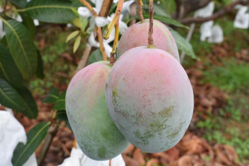 攀枝花凯特大芒果10斤装整箱孕妇水果新鲜大青芒批发