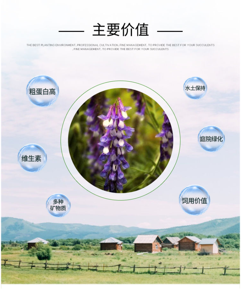 光叶紫花苕种子毛苕子种籽长柔毛野豌豆草籽果园绿肥养蜂蜜源