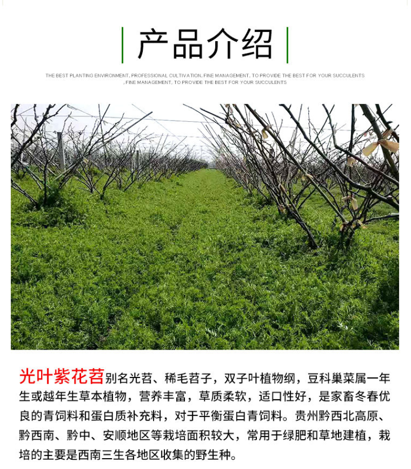 光叶紫花苕种子毛苕子种籽长柔毛野豌豆草籽果园绿肥养蜂蜜源