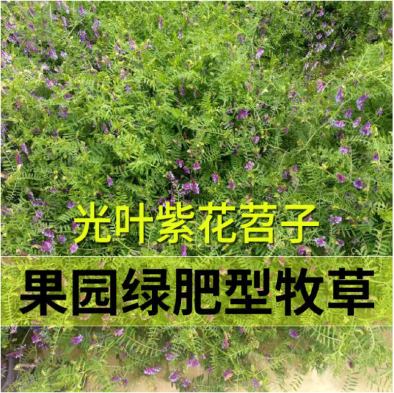 光叶紫花苕种子毛苕子种籽长柔毛野豌豆草籽果园绿肥养蜂蜜源