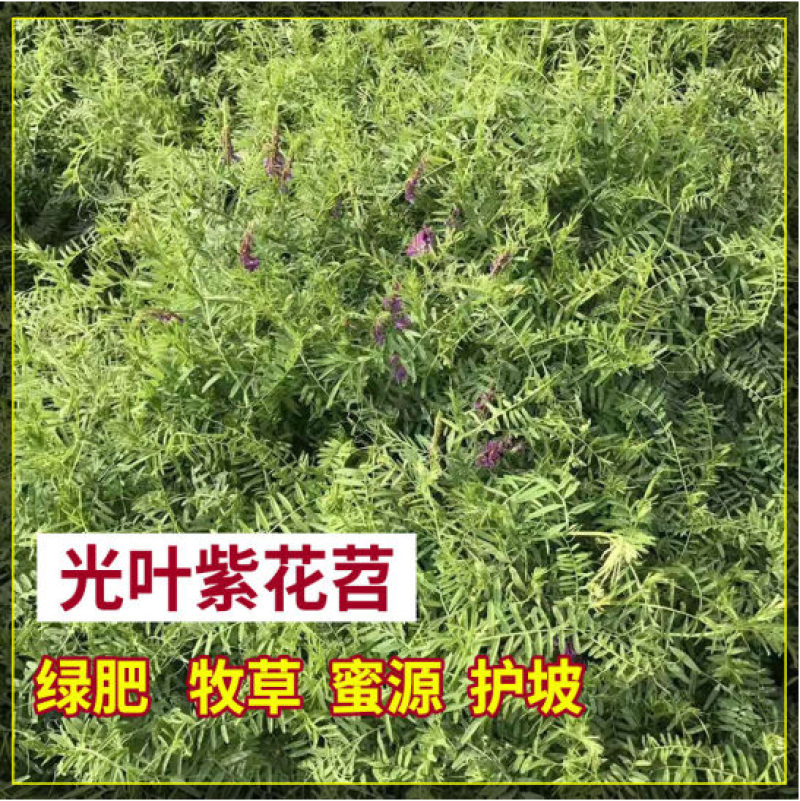 光叶紫花苕种子毛苕子种籽长柔毛野豌豆草籽果园绿肥养蜂蜜源