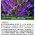 光叶紫花苕种子毛苕子种籽长柔毛野豌豆草籽果园绿肥养蜂蜜源