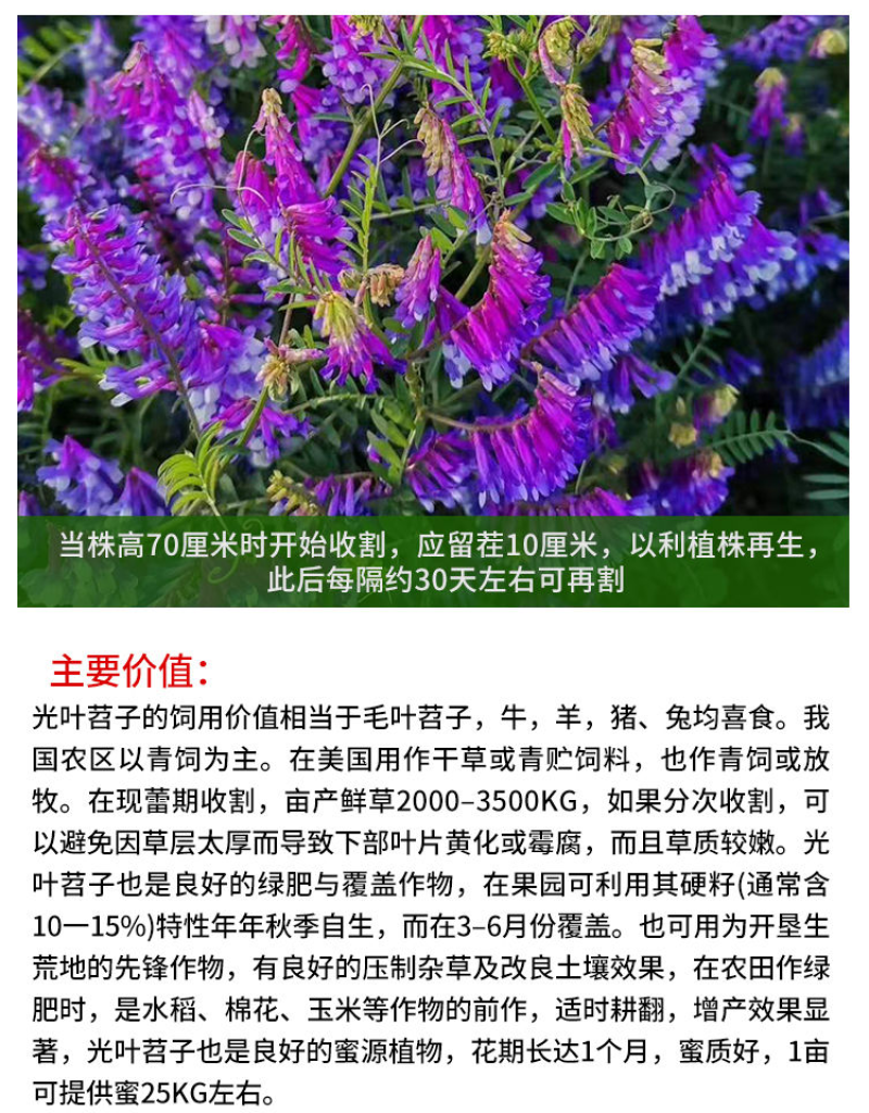 光叶紫花苕种子毛苕子种籽长柔毛野豌豆草籽果园绿肥养蜂蜜源
