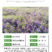 光叶紫花苕种子毛苕子种籽长柔毛野豌豆草籽果园绿肥养蜂蜜源