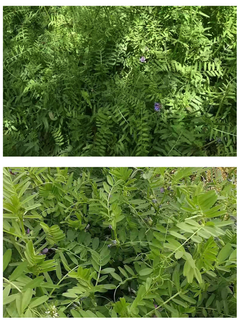 光叶紫花苕种子毛苕子种籽长柔毛野豌豆草籽果园绿肥养蜂蜜源