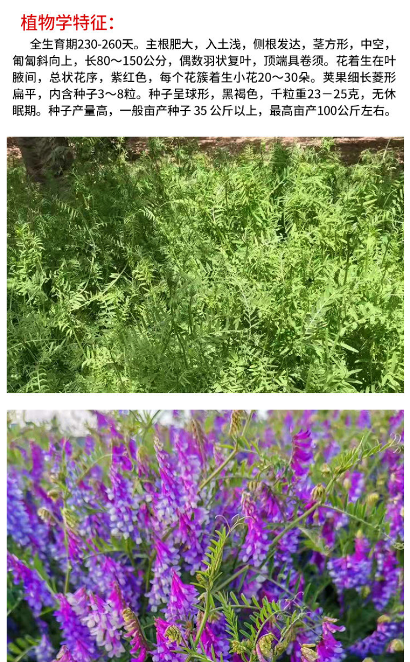 光叶紫花苕种子毛苕子种籽长柔毛野豌豆草籽果园绿肥养蜂蜜源