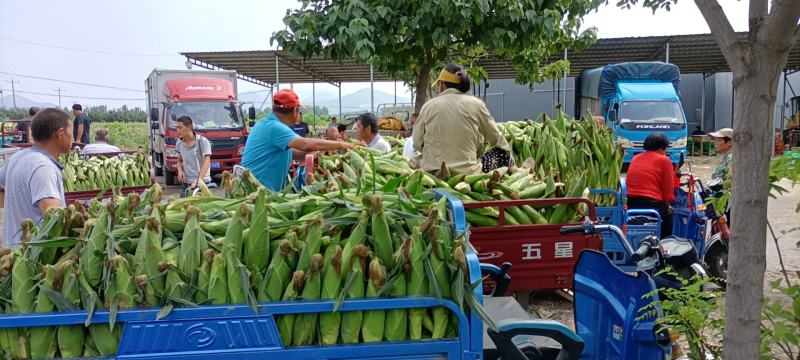 万糯粘玉米货源充足大量上市对接市场商超社区团购量大从优