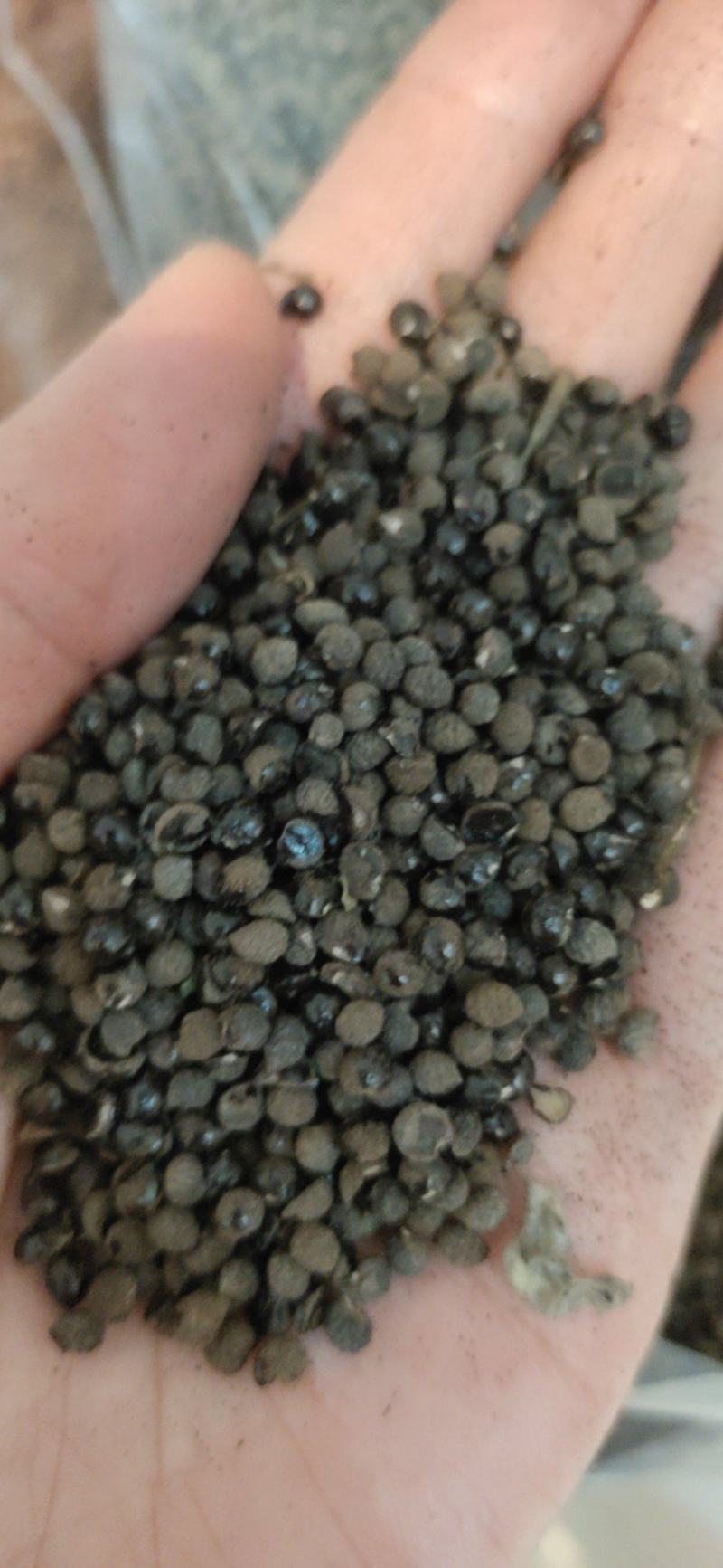 花椒籽蛋白13脂肪4-10水分10标包质量放心