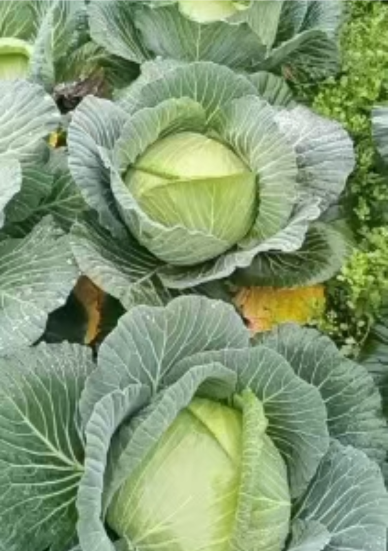 白菜苗，本地脆白菜，基地直供，保值保量，量大从优，可回收