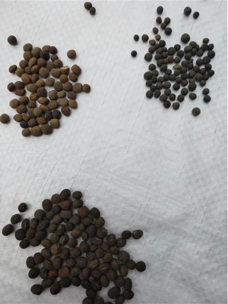 光叶紫花苕种子毛苕子种籽长柔毛野豌豆草籽果园绿肥养蜂蜜源