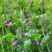 光叶紫花苕种子毛苕子种籽长柔毛野豌豆草籽果园绿肥养蜂蜜源