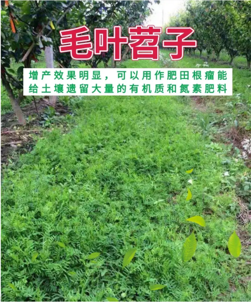 光叶紫花苕种子毛苕子种籽长柔毛野豌豆草籽果园绿肥养蜂蜜源