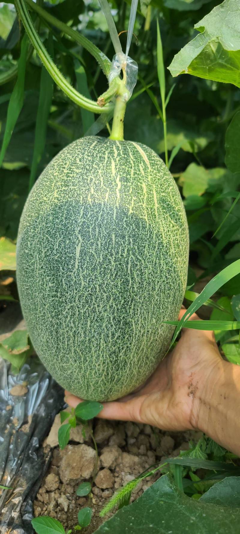哈密瓜大果