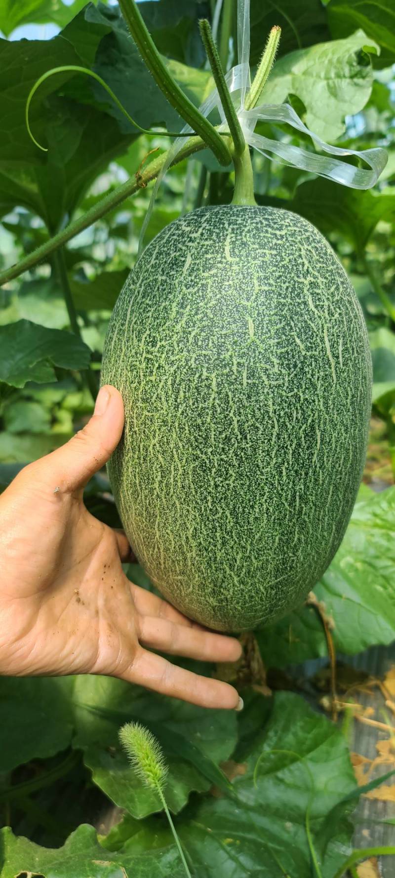 哈密瓜大果