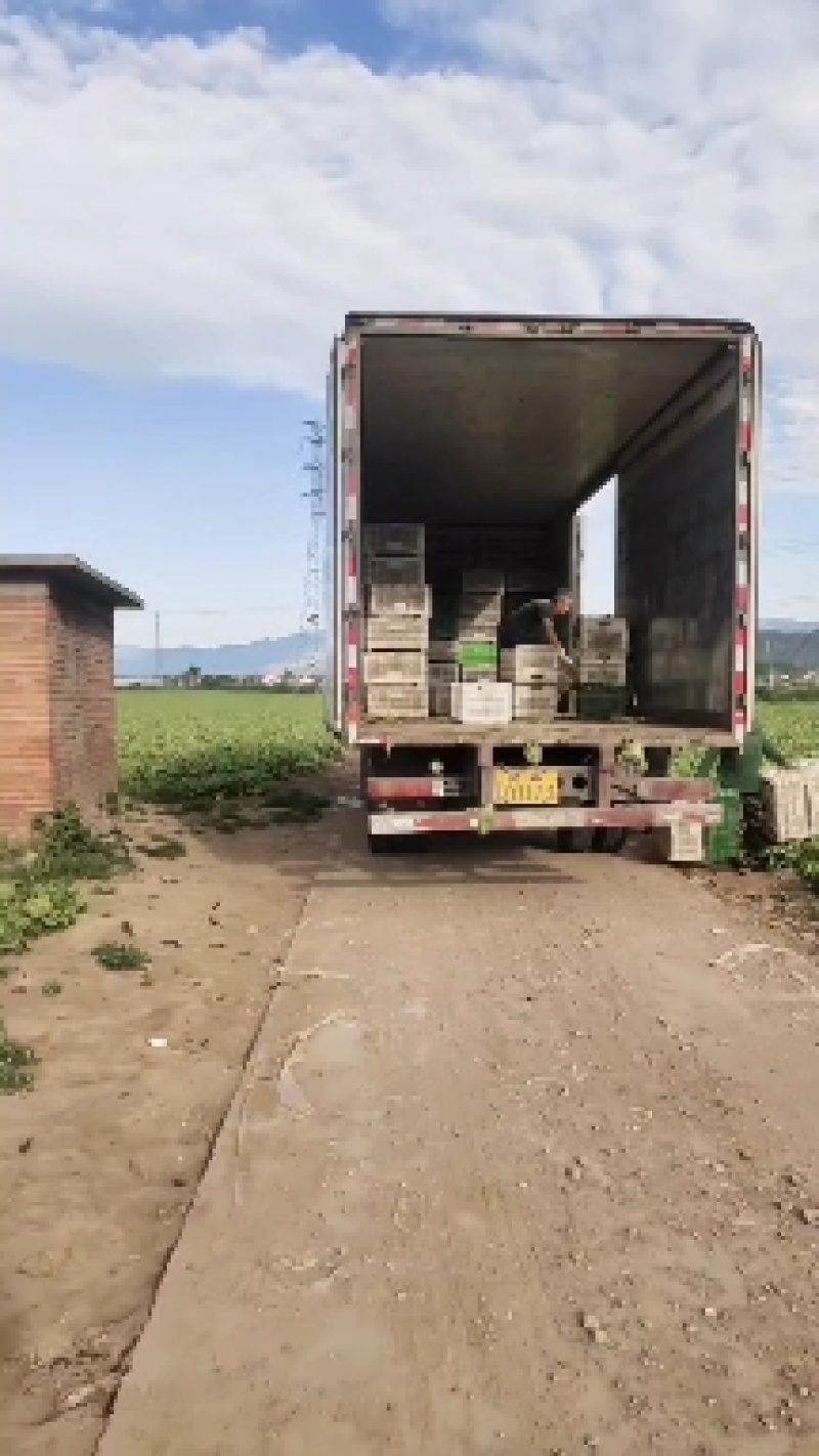 【球生菜】善和圆鑫球生菜产地直发对接市场电商工厂