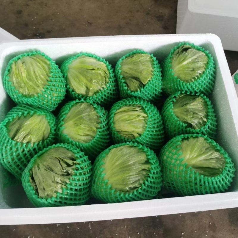 【球生菜】善和圆鑫球生菜产地直发对接市场电商工厂