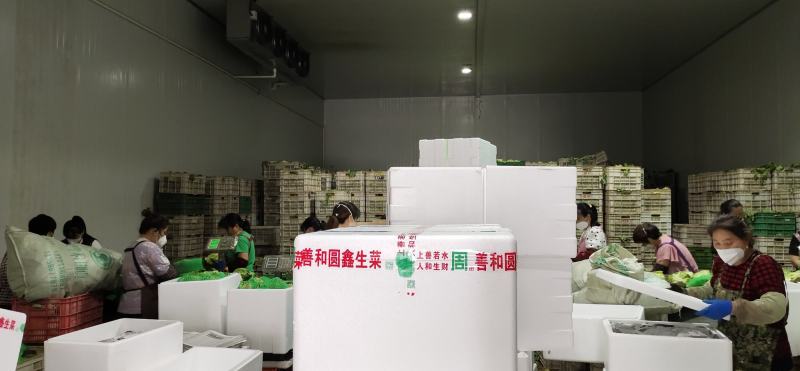 【球生菜】善和圆鑫球生菜产地直发对接市场电商工厂