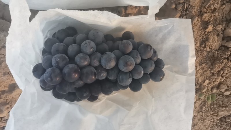 西瓜，早夏葡萄，夏黑葡萄。沪太葡萄，阳光玫瑰葡萄