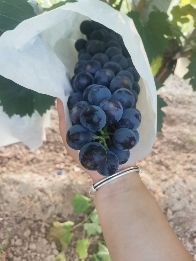西瓜，早夏葡萄，夏黑葡萄。沪太葡萄，阳光玫瑰葡萄