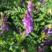 毛苕子绿肥光叶紫花苕种子果园绿肥种子改善土壤箭舌豌豆