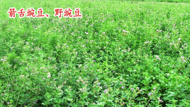毛苕子绿肥光叶紫花苕种子果园绿肥种子改善土壤箭舌豌豆