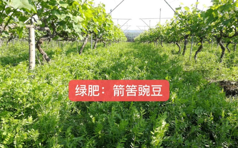 毛苕子绿肥光叶紫花苕种子果园绿肥种子改善土壤箭舌豌豆